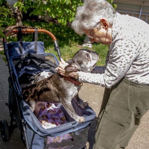 Senior woman warmly interacting with a dog outside on a sunny day in a peaceful garden setting