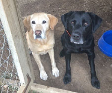 Pups: Remi and Rip